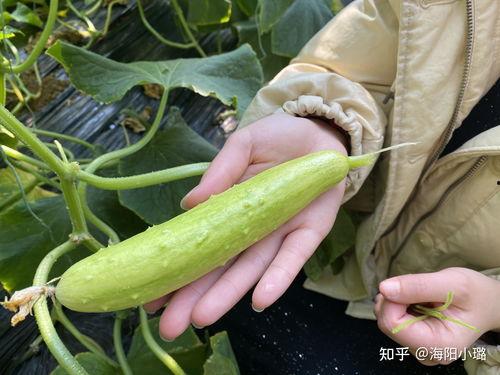 莱芜吃瓜最新事件爆料,最新爆料揭秘惊人内幕