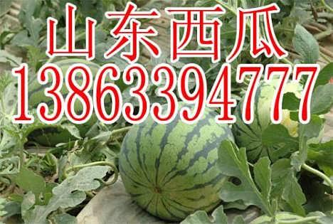 山东吊瓜今日行情,丰收季里的价格波动与市场动态