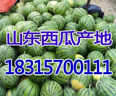 山东吊瓜今日行情,丰收季里的价格波动与市场动态