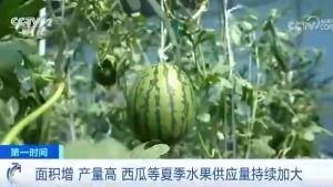 海宁吃瓜爆料公司有哪些,盘点热门八卦幕后推手