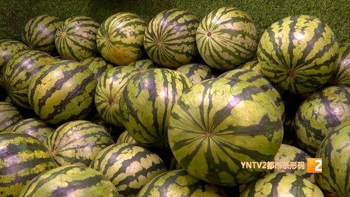 山东麒麟瓜今日价格,品质佳品，行情看涨