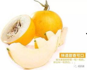 沙白瓜今日价格,市场行情一览