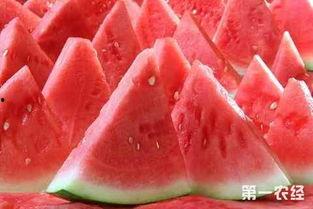 北京麒麟瓜今日行情,品质优良，价格稳定，备受消费者青睐”