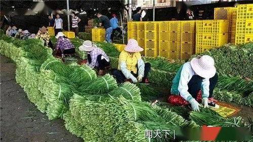 今日徐闻瓜菜行情