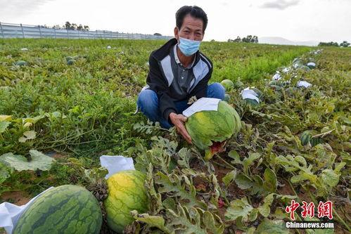 海南今日瓜菜行情,新鲜直供，价格波动一览