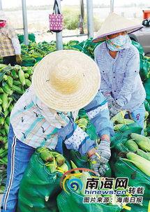 海南今日瓜菜行情,新鲜直供，价格波动一览