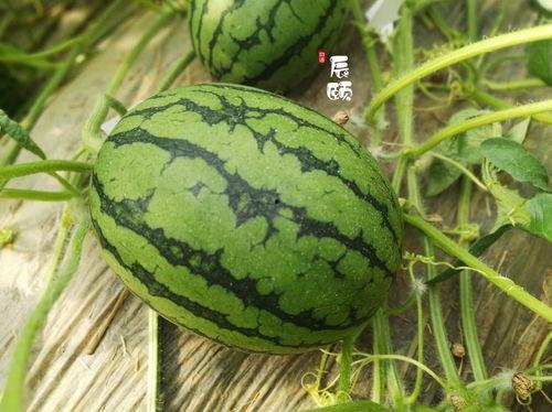青海近期热门吃瓜事件,揭秘近期热门吃瓜事件背后的故事