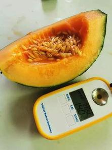 西周密瓜今日价格,品味古韵，尽享甘甜