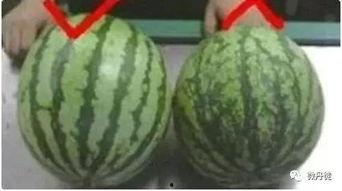 都上黑料吃瓜,都上吃瓜背后的真相与反思