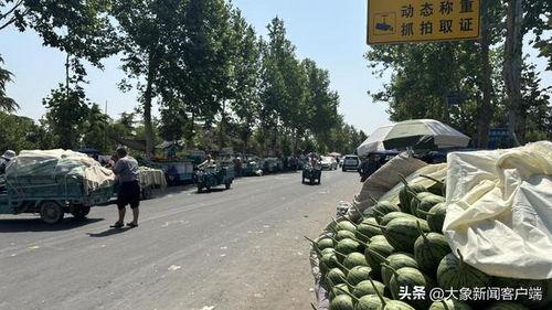 今日吊瓜行情价格,价格波动下的市场动态
