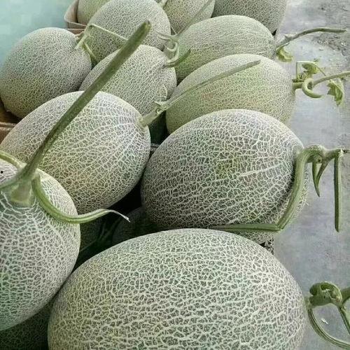 哈密瓜行情今日,供需动态解析，价格走势预测