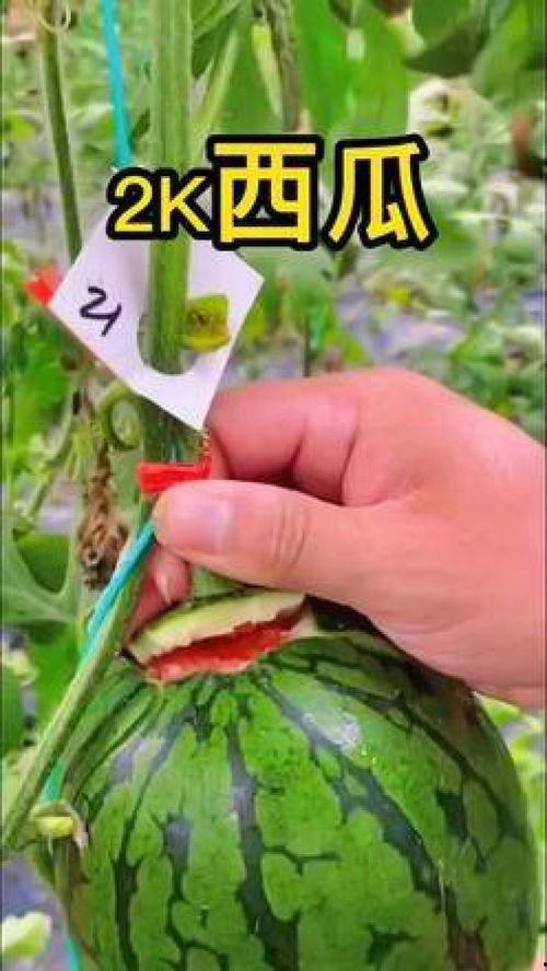 飞瓜热门带货视频,爆款背后的热门趋势与技巧