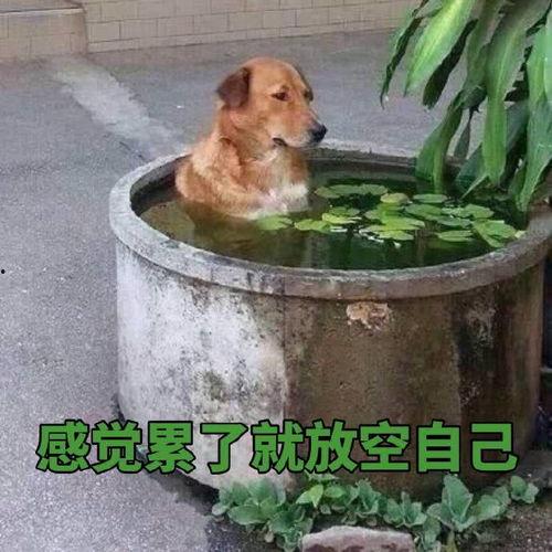 评论区热门大瓜表情,笑料百出，网友热议不断