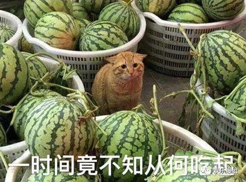 吃瓜爆料在哪里找,吃瓜爆料，揭秘娱乐圈幕后真相