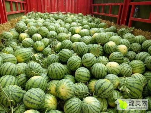 蚌埠大瓜今日价格,价格行情一览”