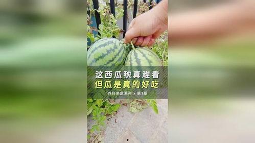 吃瓜爆料缅北是真的吗,吃瓜爆料，事实与谣言的交织