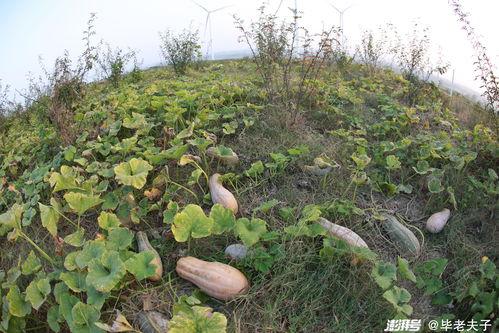 恩施热门大瓜种植地址