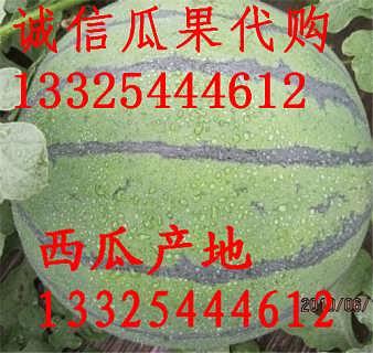 陕西今日瓜价行情,时令鲜甜，价格波动一览