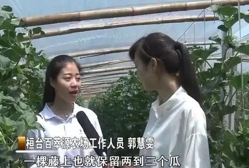 吃瓜爆料缅北是真的吗,吃瓜爆料，事实与谣言的交织