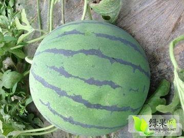 今日山东小瓜价格,今日行情一览