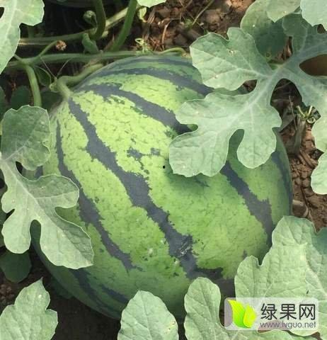芋瓜价格今日行情,波动分析及市场趋势解读”