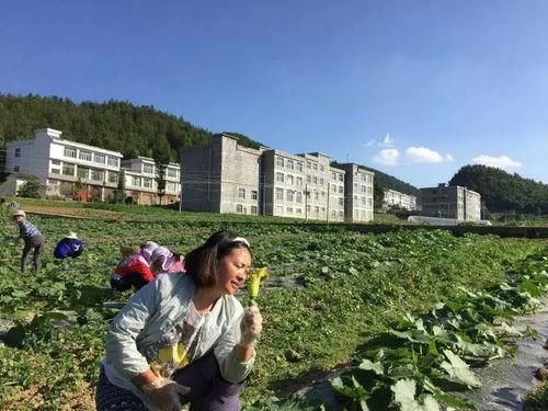恩施热门大瓜种植地点,探寻神秘瓜果的故乡