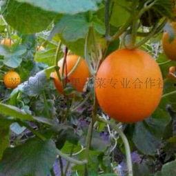 莘县今日小瓜价格,市场行情一览”