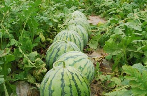 去年都有哪些热门大瓜,2023年度娱乐圈十大热门大瓜大盘点