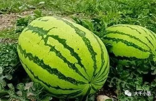 哪里吃热门瓜好吃呢,揭秘各地热门瓜果的绝佳品尝地