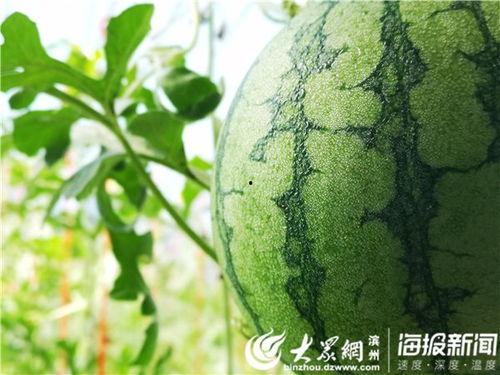 五一今日热门吃瓜视频,揭秘五一假期里的爆笑美食事件