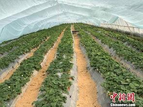 吃瓜群爆料大棚图片高清,高清图片下的农业秘密大曝光