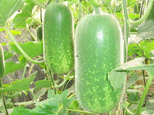 李绍萍热门大瓜,揭秘娱乐圈背后的惊人真相