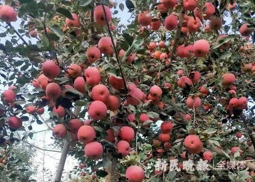 西的一瓜热门作品,揭秘网络红人的崛起之路