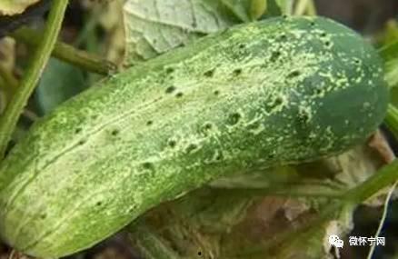 西的一瓜热门作品,揭秘网络红人的崛起之路