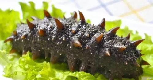 吃瓜爆料海参是真的吗,吃瓜爆料海参，真相究竟如何？