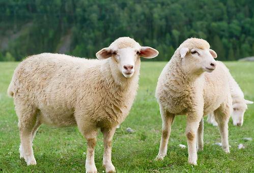 三只羊吃瓜爆料,揭秘娱乐圈最新爆料背后的真相