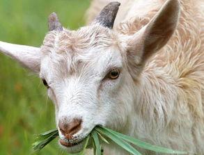 三只羊吃瓜爆料,揭秘娱乐圈最新爆料背后的真相