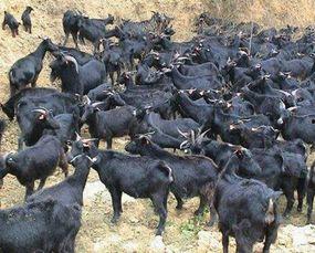 黑料吃羊瓜,羊瓜背后的惊人真相