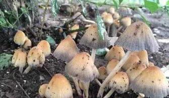 蘑菇视频吃瓜爆料在线招商,吃瓜爆料背后的在线招商风云