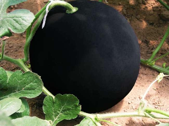 黑料吃黑瓜网,网络舆论场中的暗流涌动