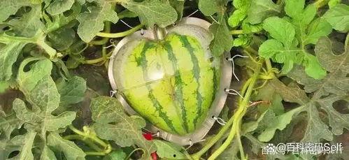 黑料吃瓜加州,揭秘“黑料吃瓜”背后的真相与争议