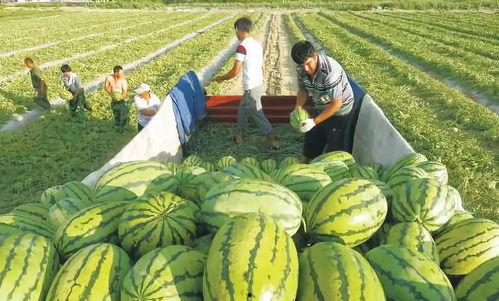 焦哥吃瓜爆料图片高清,高清瓜图背后的惊人真相