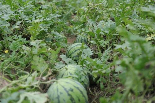 溧阳吃瓜最新事件爆料