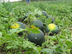 大荔吃瓜最新事件爆料,最新爆料揭秘幕后真相