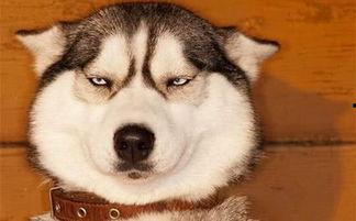 狗头 黑料 吃瓜