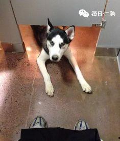 狗头 黑料 吃瓜